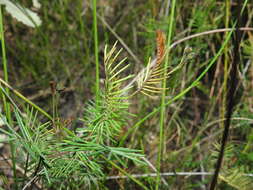 Слика од Gompholobium pinnatum Sm.