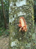 Image of Syzygium caryophyllatum (L.) Alston