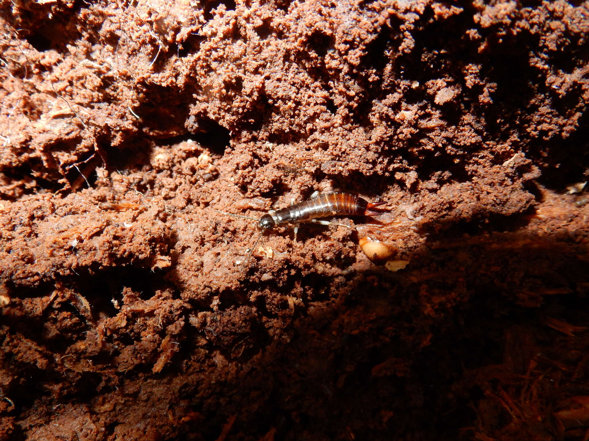 Image of Ringlegged earwig