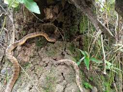 Image of Keeled Slug-eating Snake