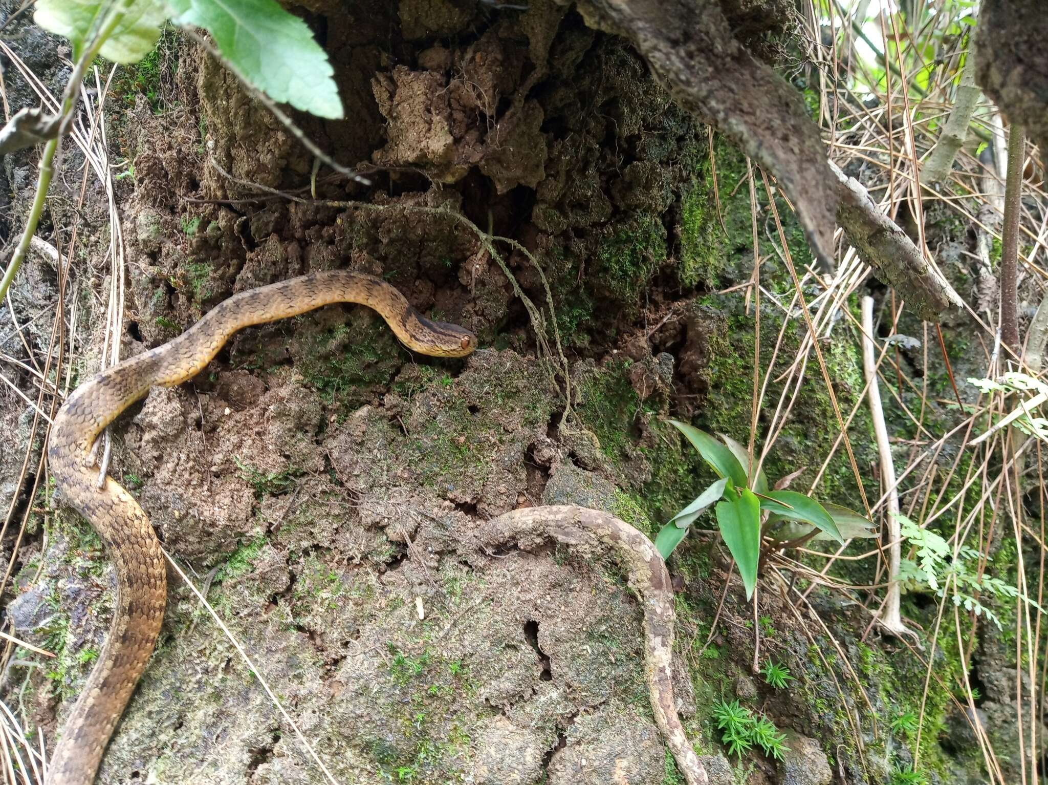 Imagem de Pareas carinatus (H. Boie 1828)