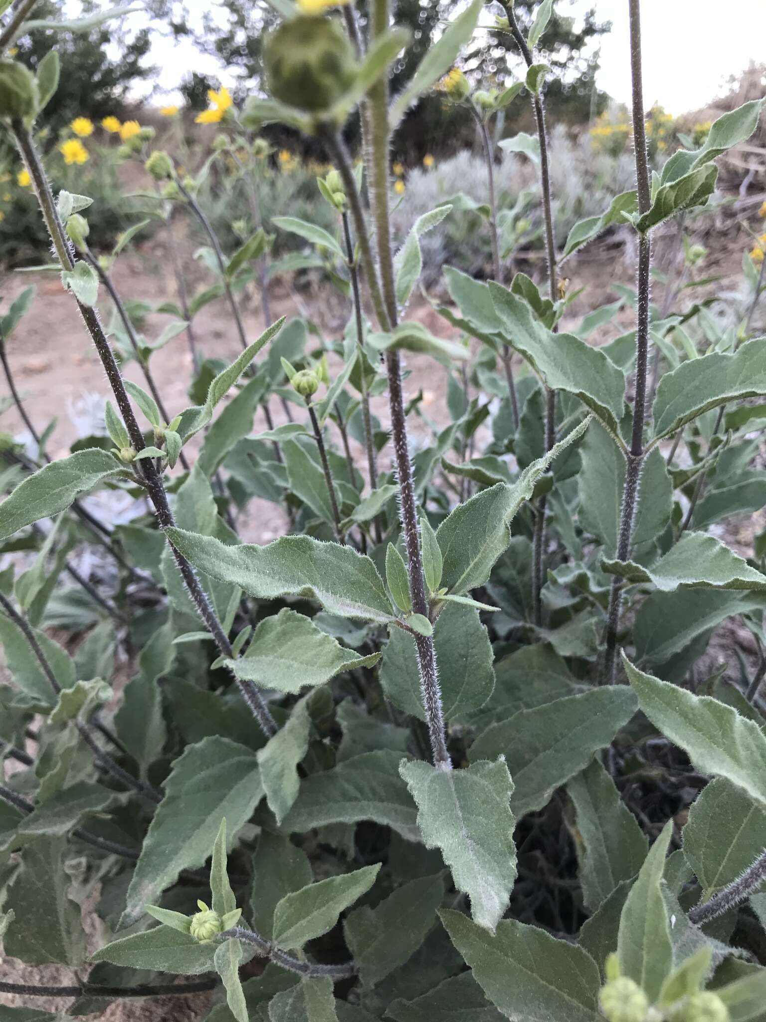 Image of little sunflower