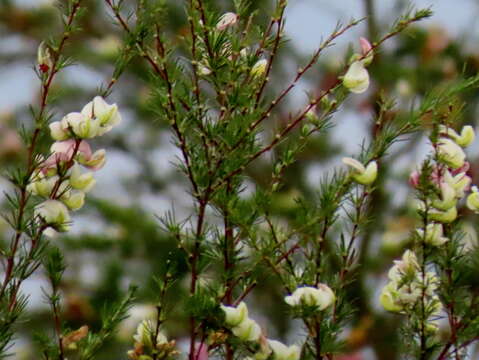 صورة Aspalathus uniflora L.