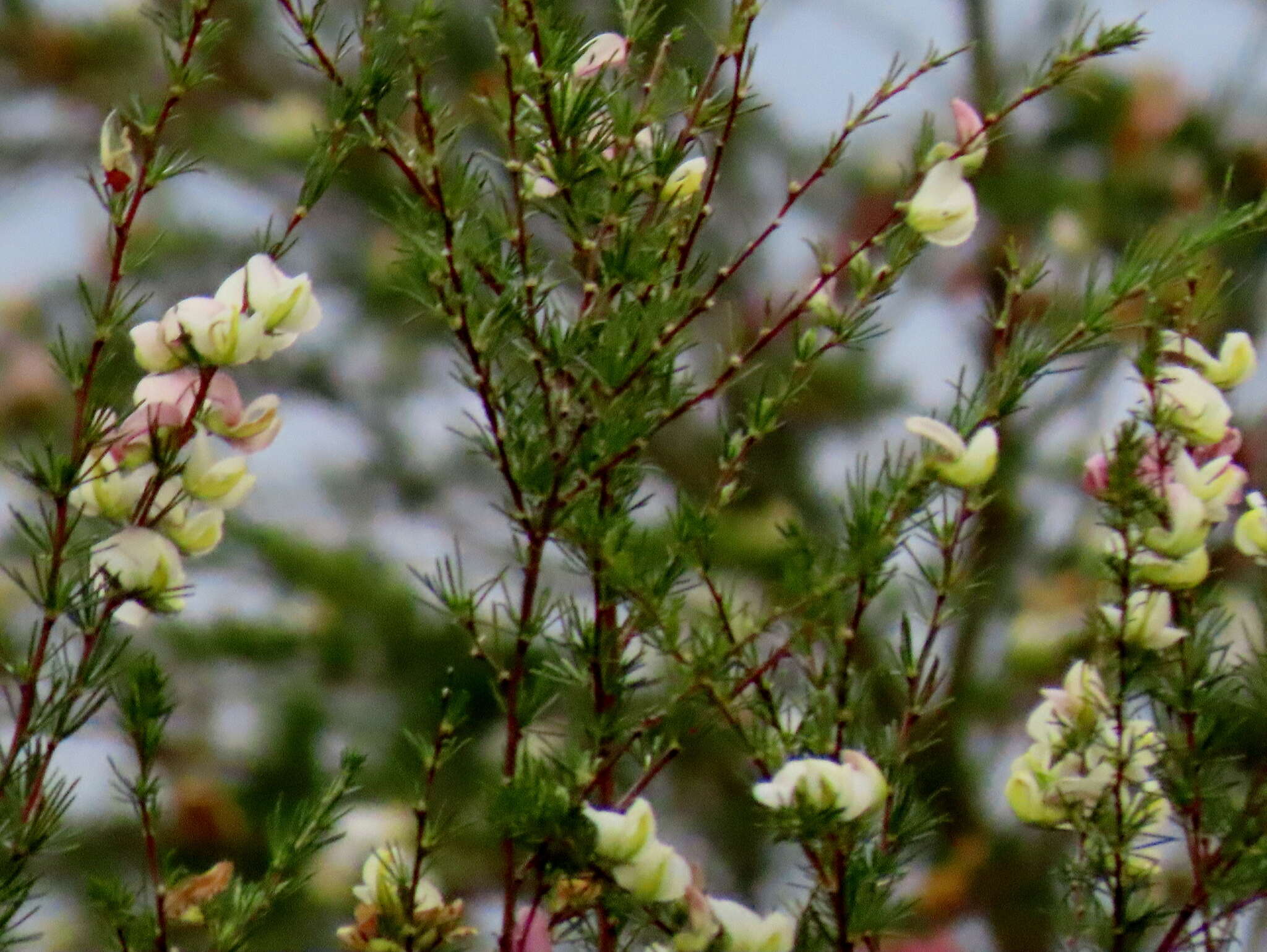 Image of Aspalathus uniflora subsp. willdenowiana (Benth.) R. Dahlgren