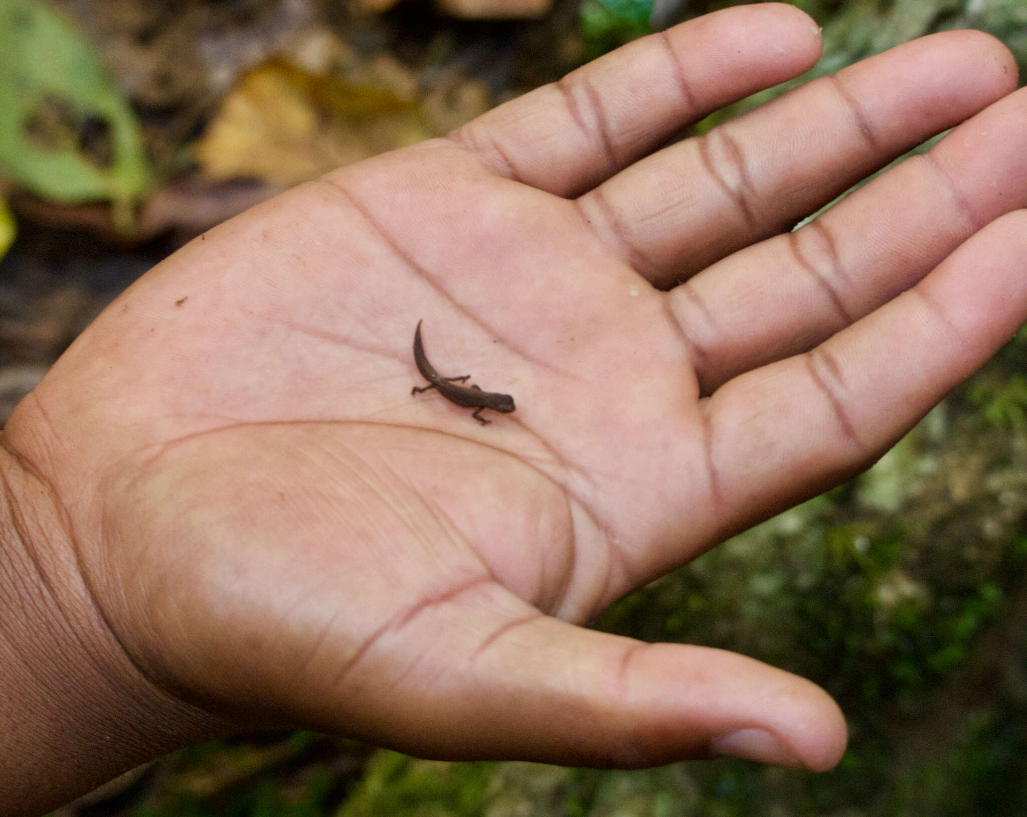 Image of Mount d'Ambre Leaf Chameleon