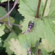 Image of Trypetoptera punctulata (Scopoli 1763)