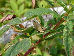 Image de Pseudochorthippus curtipennis (Harris & T. W. 1835)