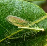 Image of Green lacewing