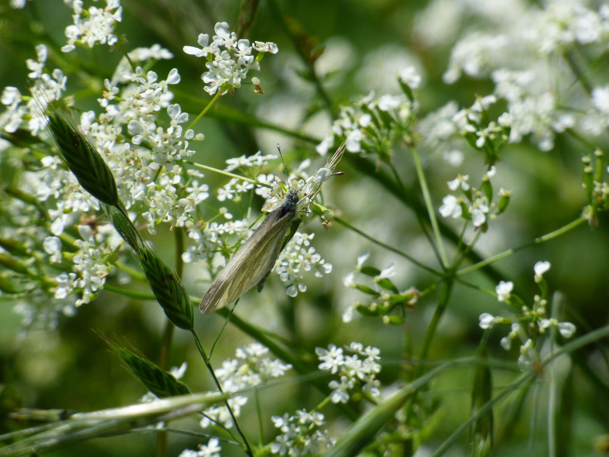 Leptidea sinapis (Linnaeus 1758)的圖片