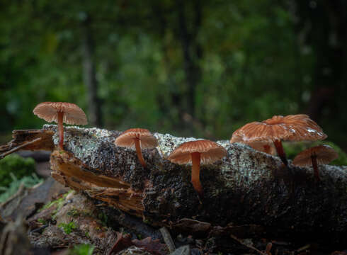 Image of Gymnopus ceraceicola J. A. Cooper & P. Leonard 2013