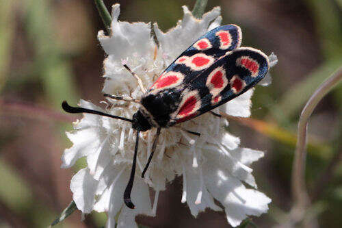 Image of Zygaena carniolica suavis Burgeff 1926