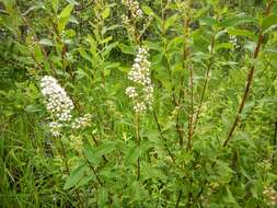 Image of white meadowsweet