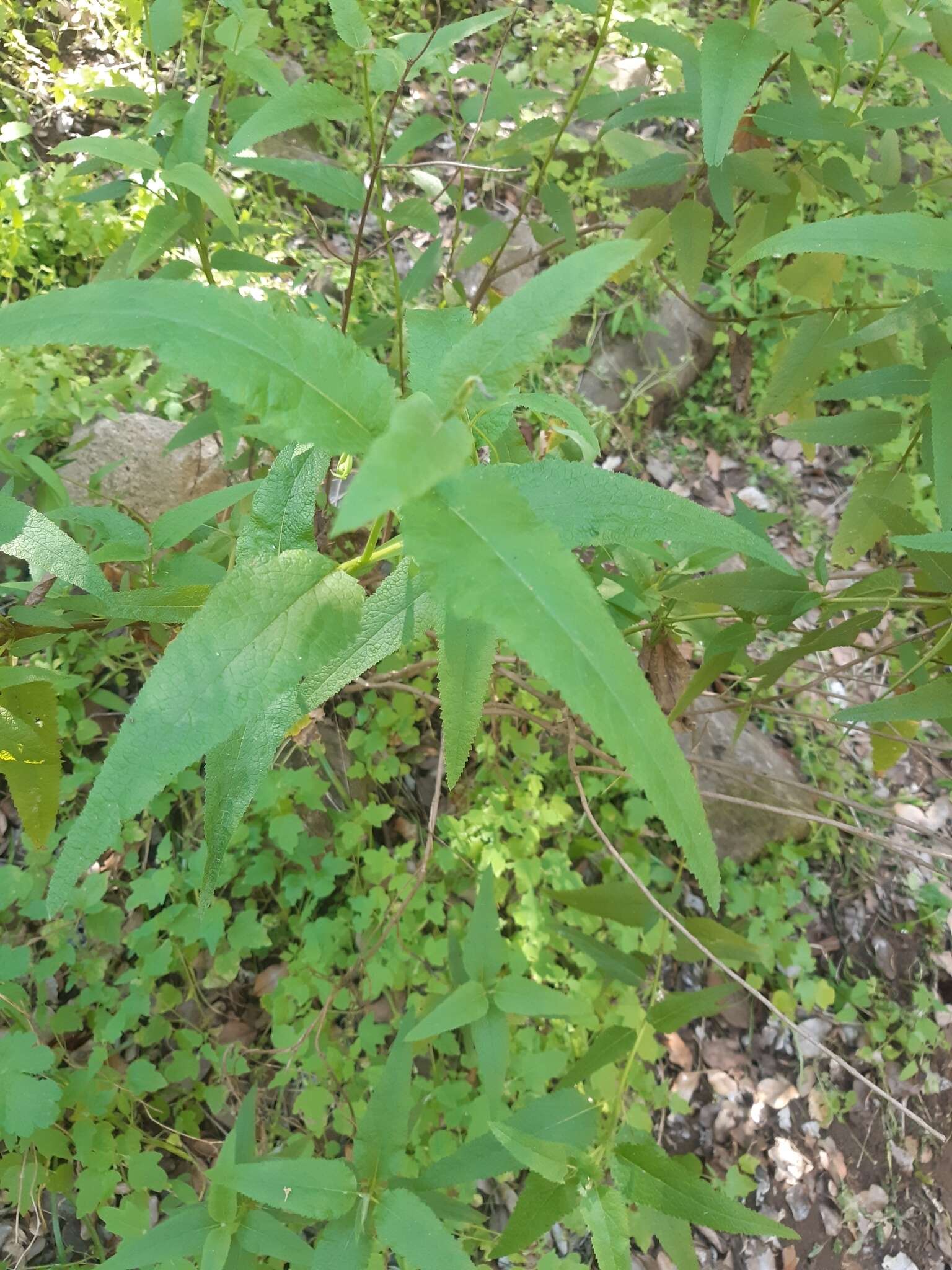 尖苞亮澤蘭屬的圖片