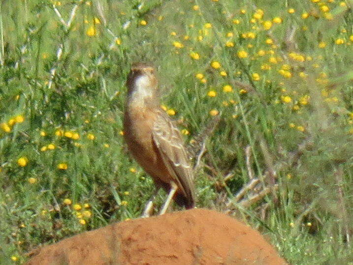 Imagem de Chersomanes Cabanis 1851