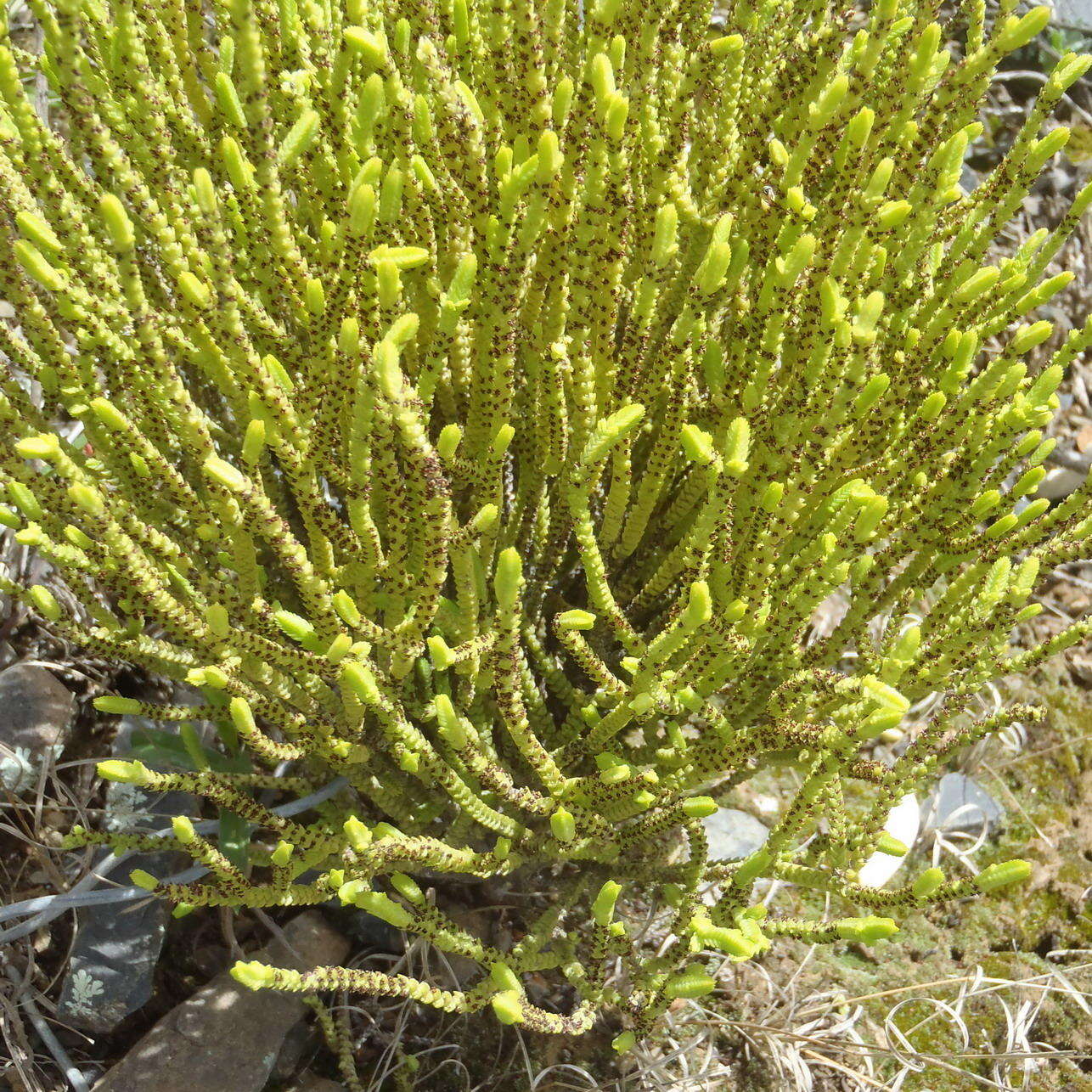 Image of <i>Crassula <i>muscosa</i></i> var. muscosa