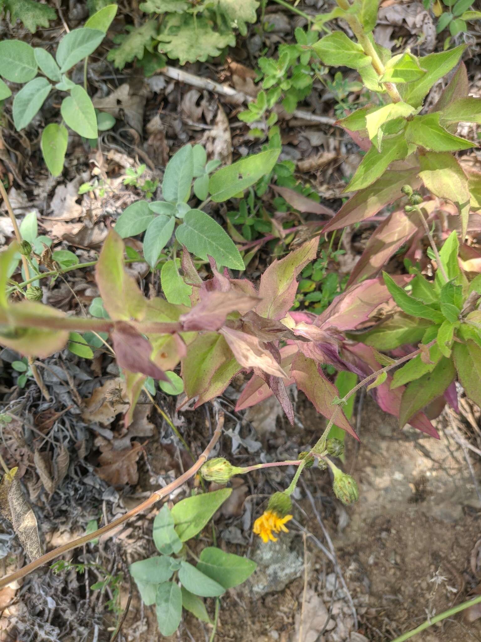 Image of Hieracium sabaudum subsp. sabaudum