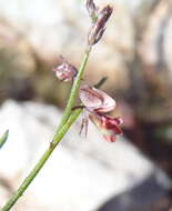 صورة Indigofera leptocarpa Eckl. & Zeyh.