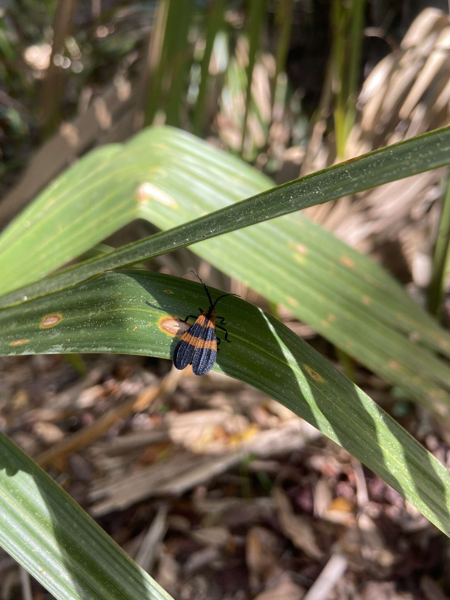 Image of Banded Net-winged Beetle