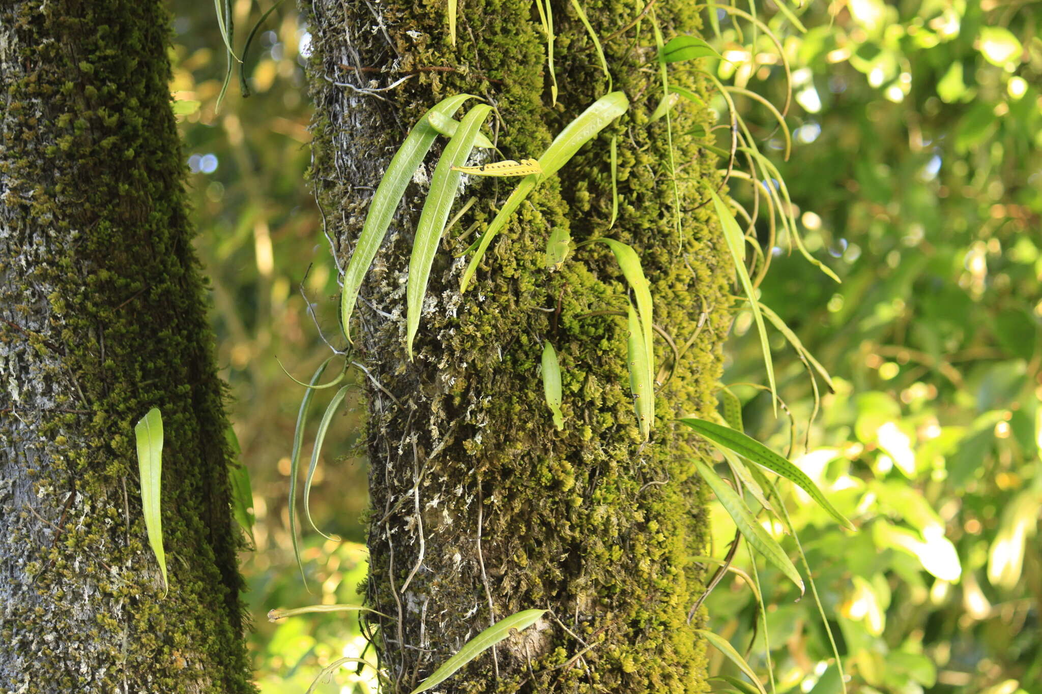 Image of Microgramma percussa (Cav.) Sota