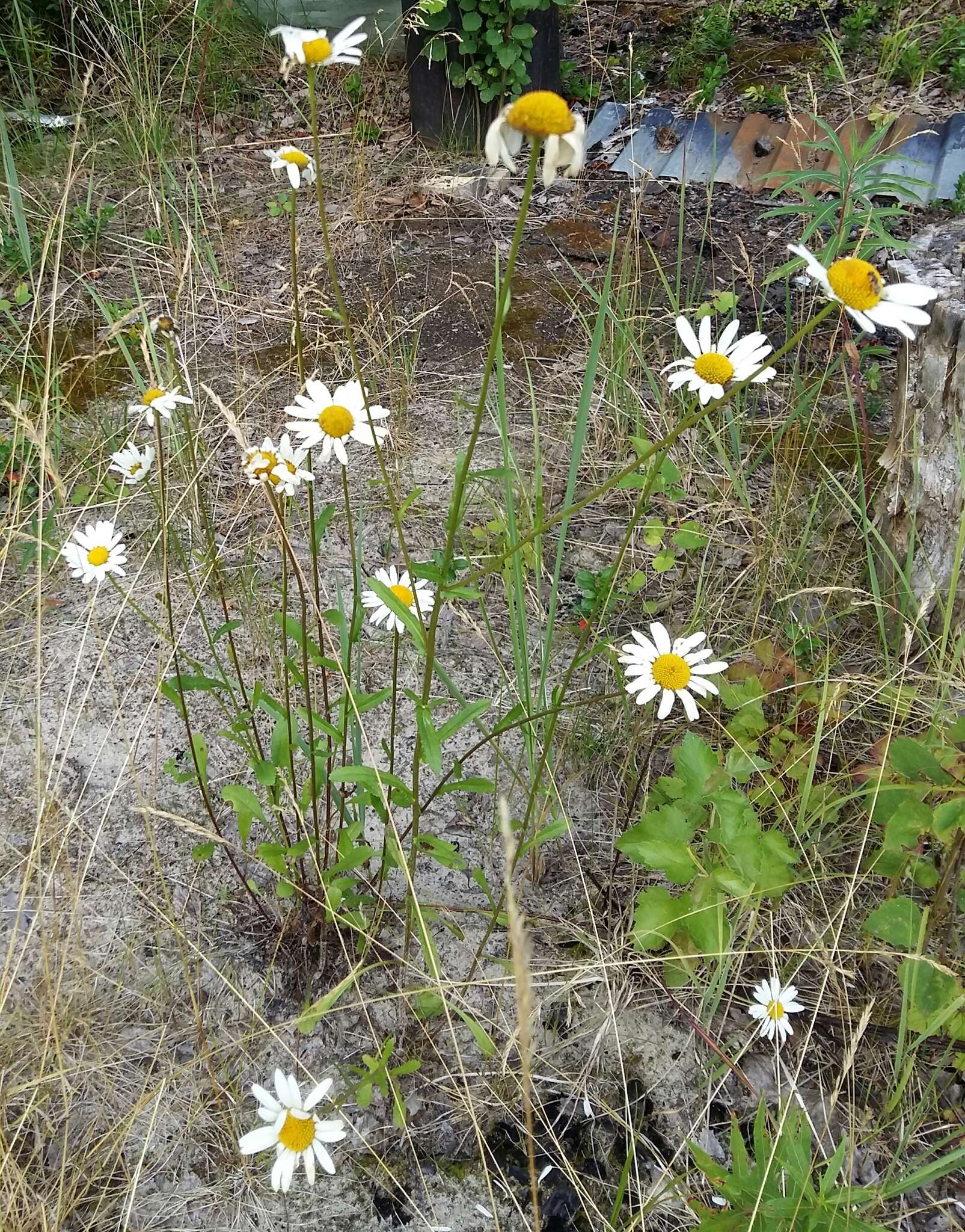 Слика од Leucanthemum ircutianum (Turcz.) DC.