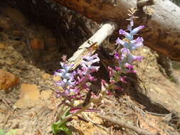 Image of Lachenalia orchioides subsp. parviflora (W. F. Barker) G. D. Duncan