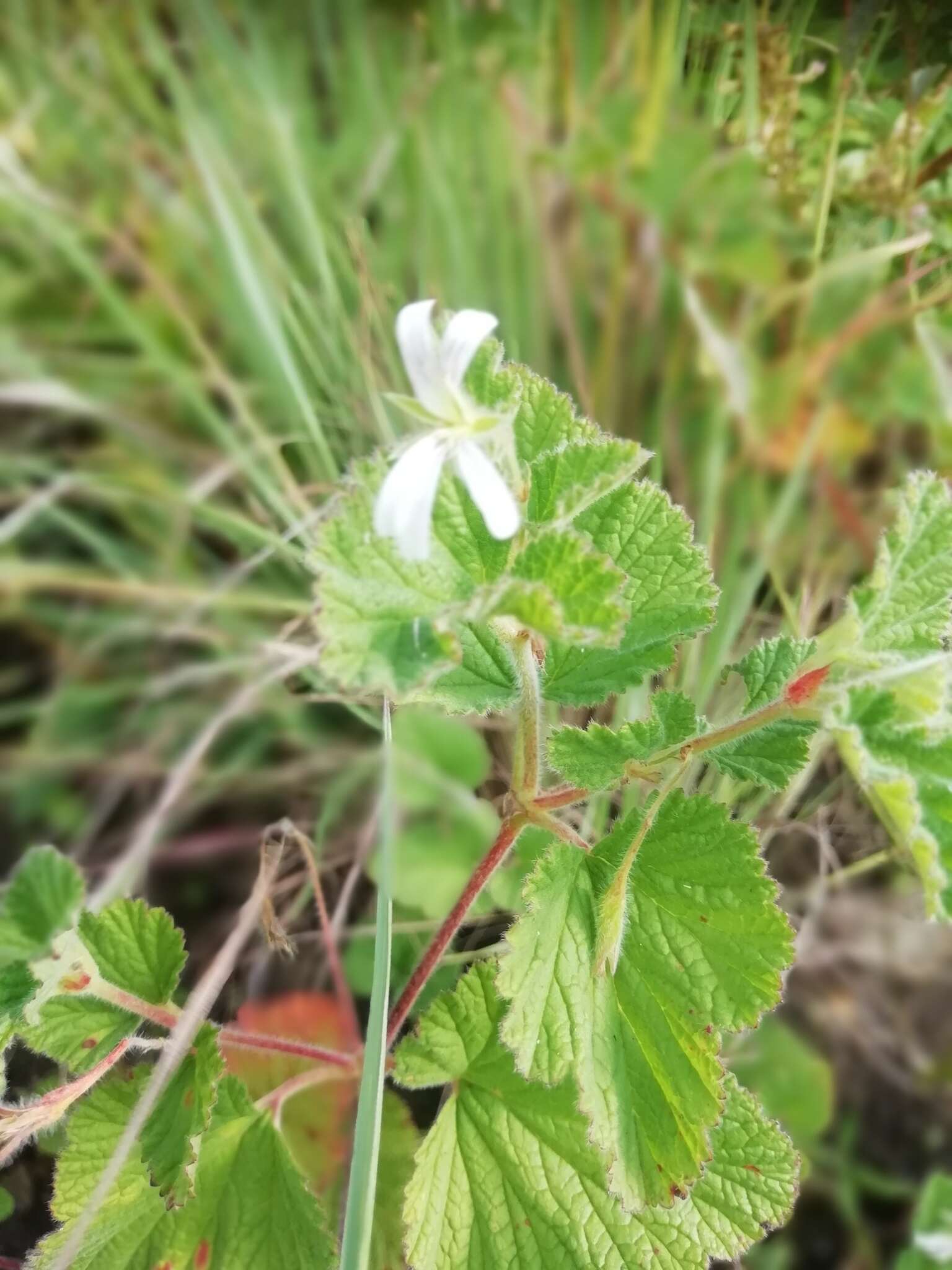 Image of Pelargonium dispar N. E. Br.