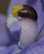 Image of Kath's sun orchid