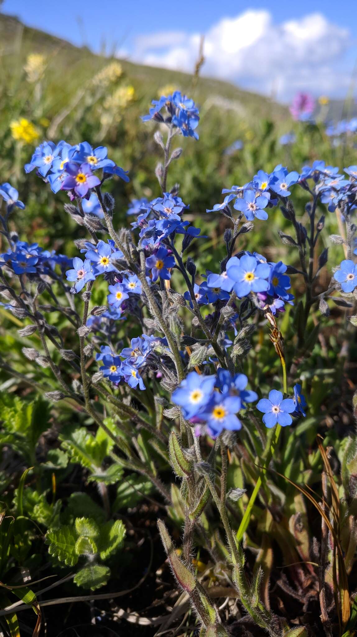 Image of Myosotis popovii Dobroc.