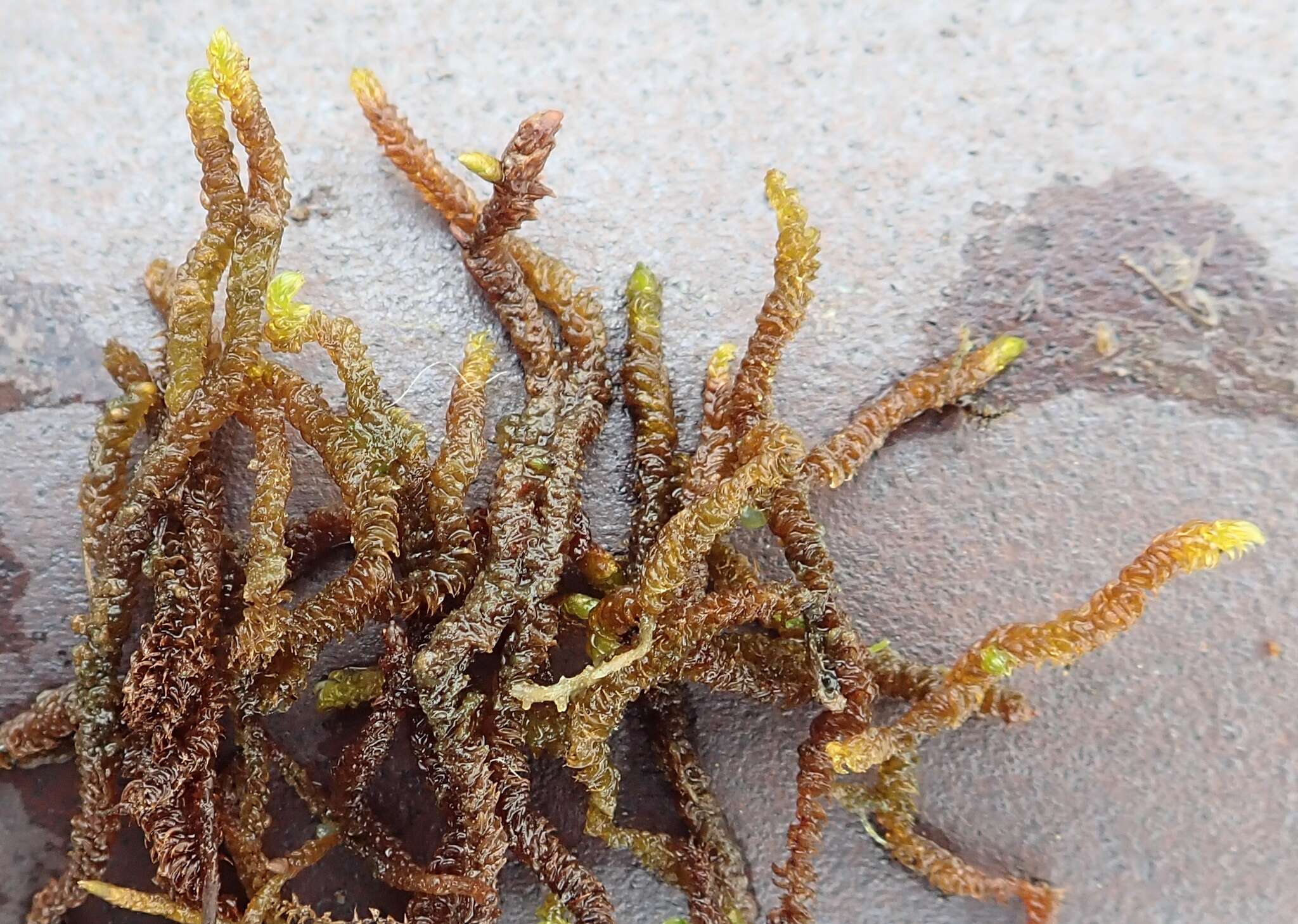 Image of Hooked Scorpion Moss