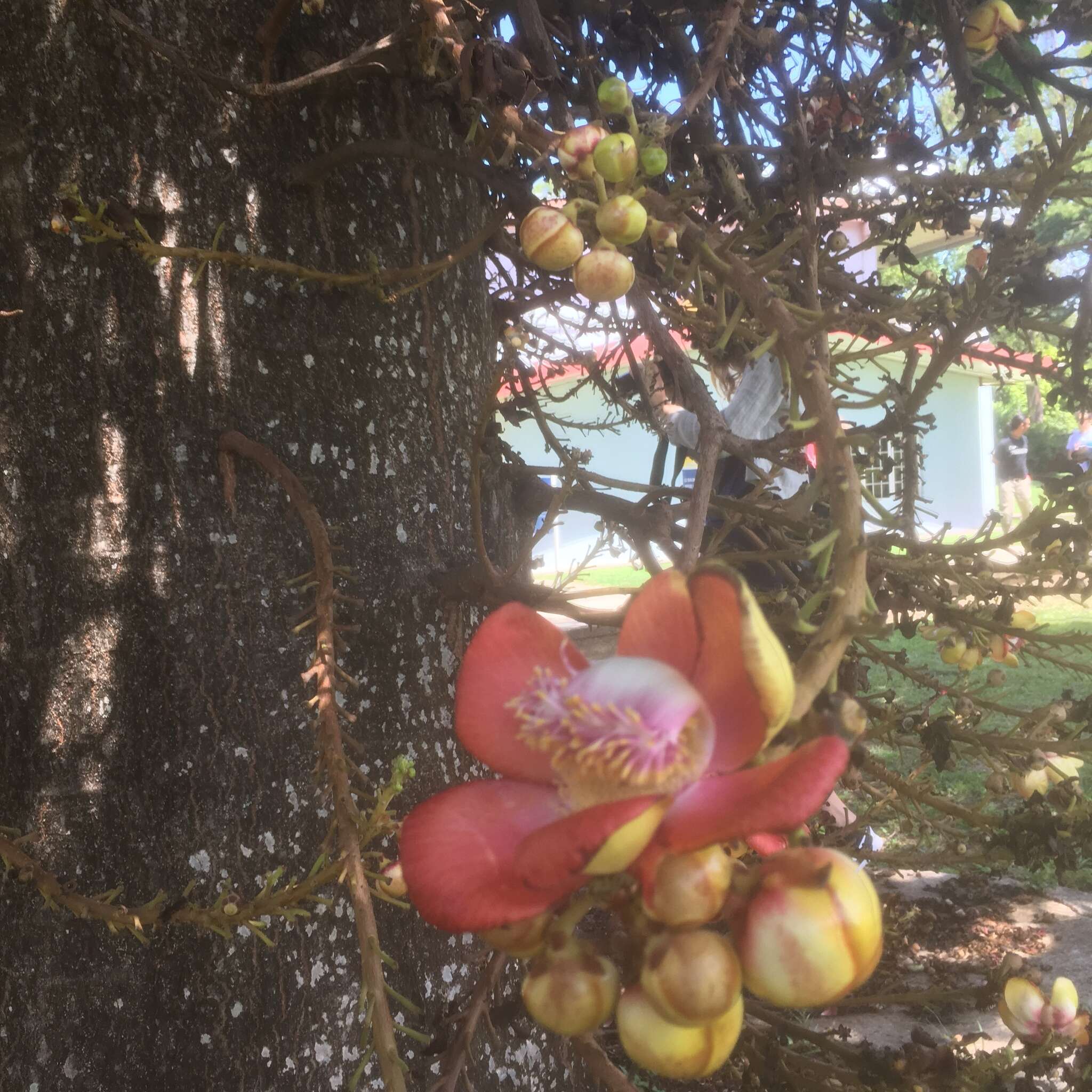 Image of cannonball tree