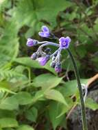 Plancia ëd Andersonglossum boreale (Fernald) J. I. Cohen