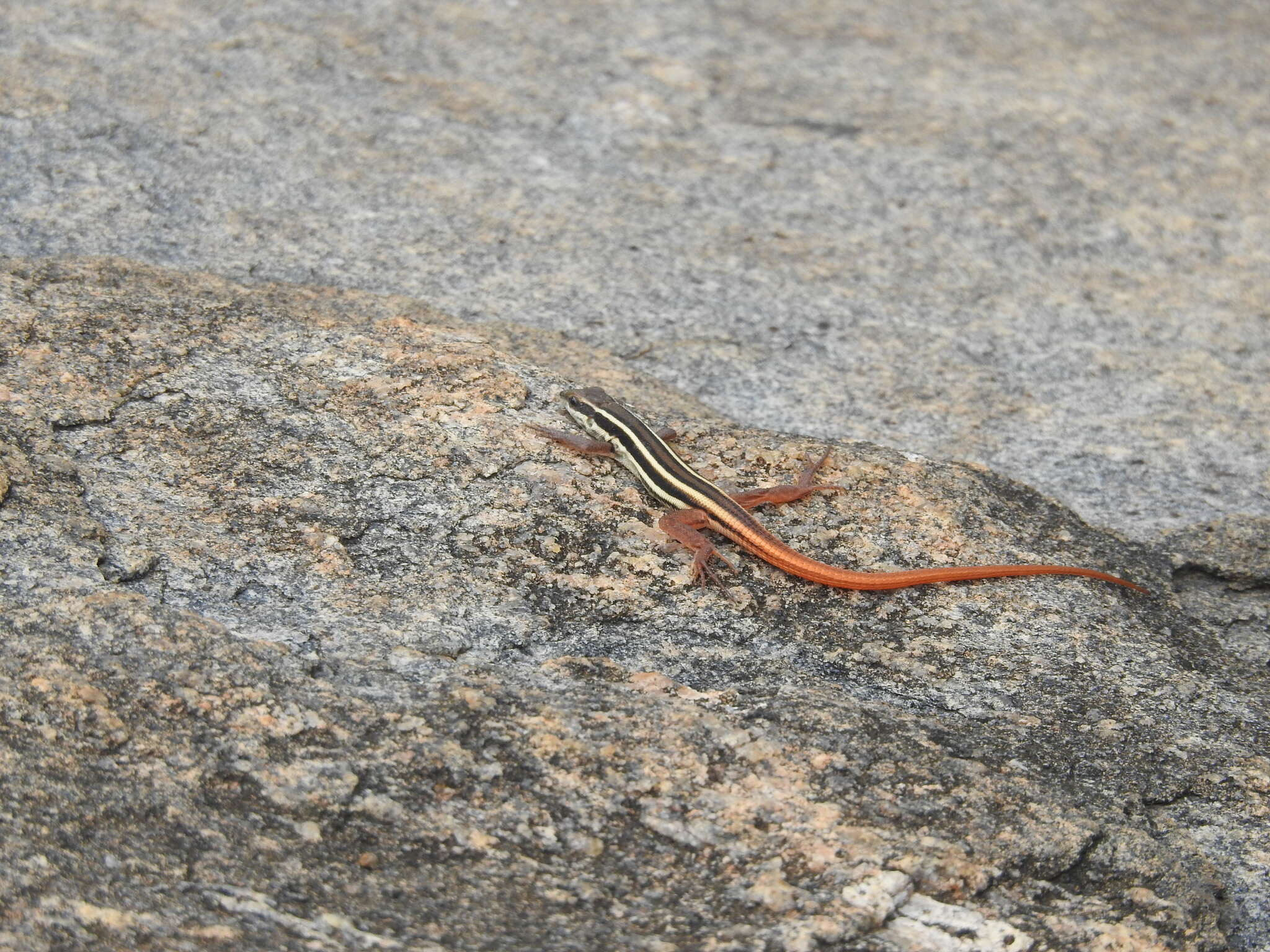 Image de Ophisops leschenaultii (Milne-edwards 1829)