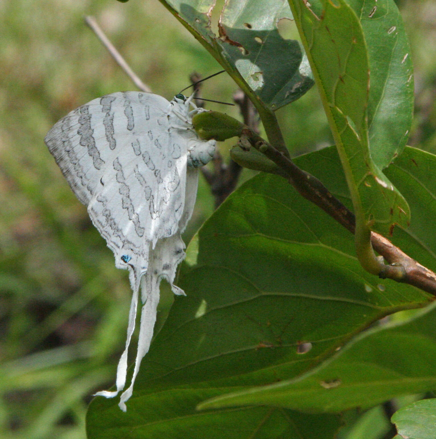 Image of Neomyrina hiemalis (Godman & Salvin 1878)