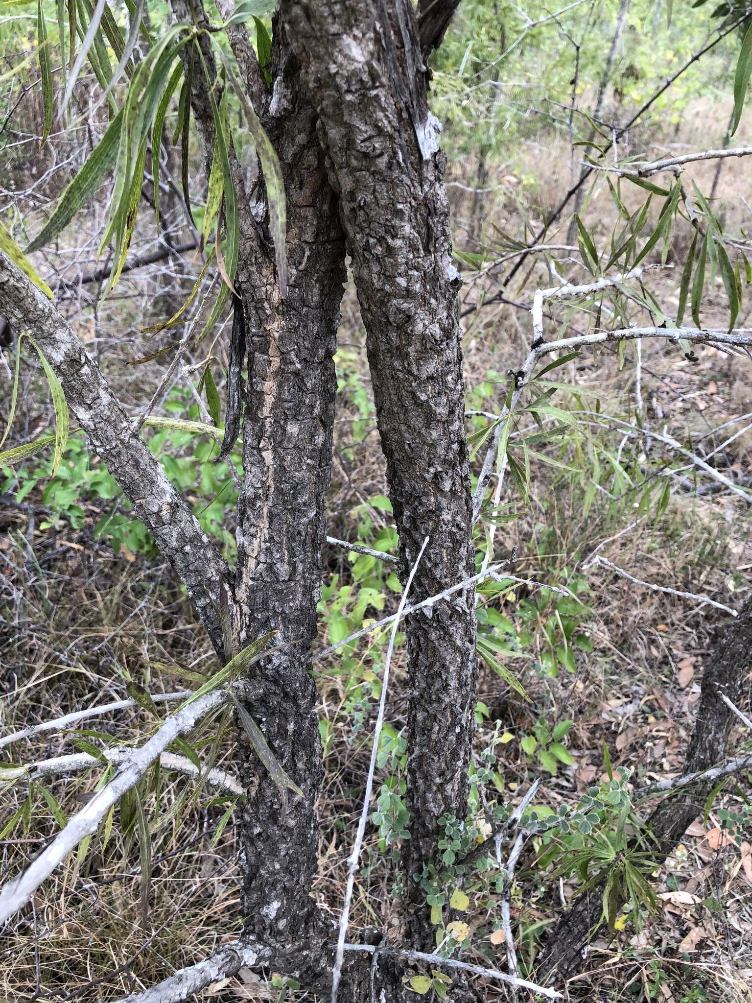 Plancia ëd Dolichandrone alternifolia (R. Br.) Seem.