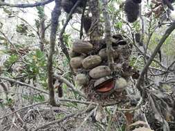 Image of Banksia lemanniana Meissn.