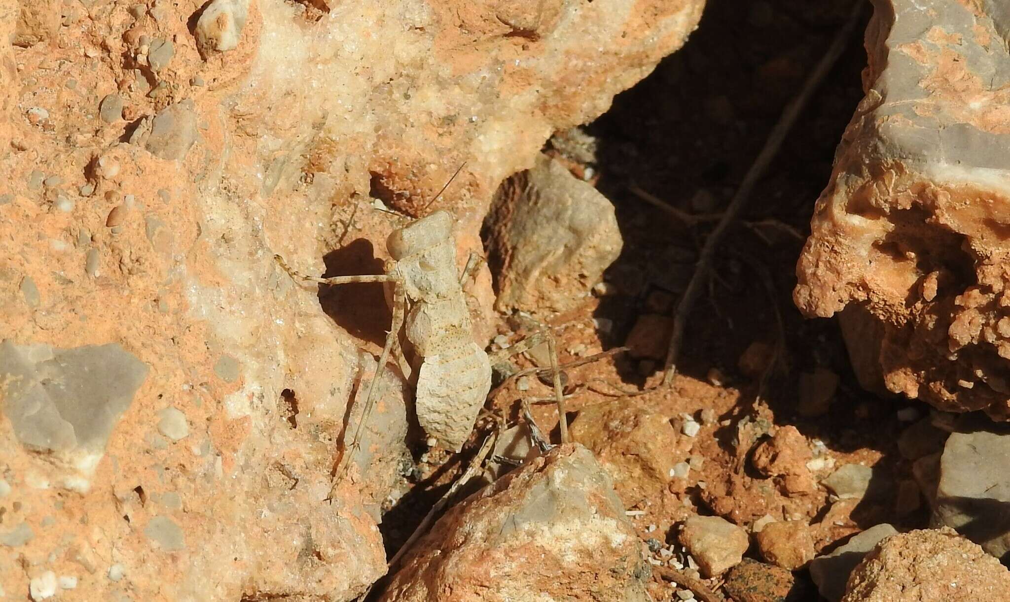 Image of Eremiaphila brunneri Werner 1905