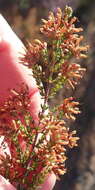 Imagem de Erica radicans subsp. radicans