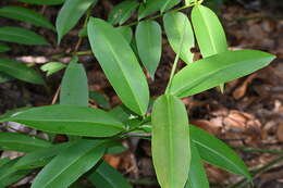 Image of Adinandra dumosa Jack