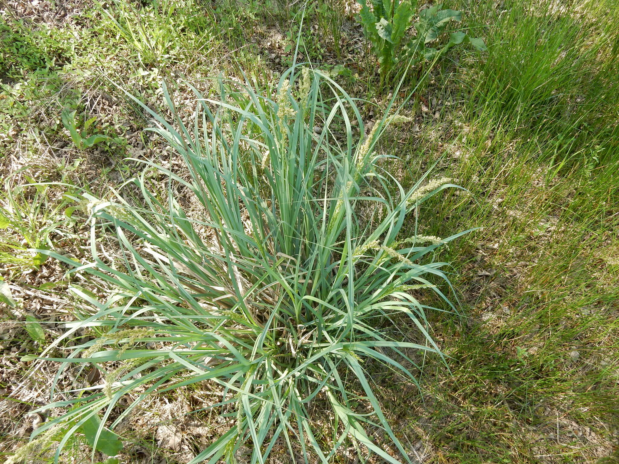 Image of Raven-Foot Sedge