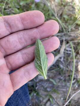 Imagem de Ruellia caroliniensis var. succulenta (Small) R. W. Long