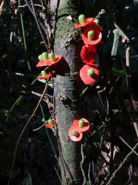 Sivun Heisteria latifolia Standl. kuva