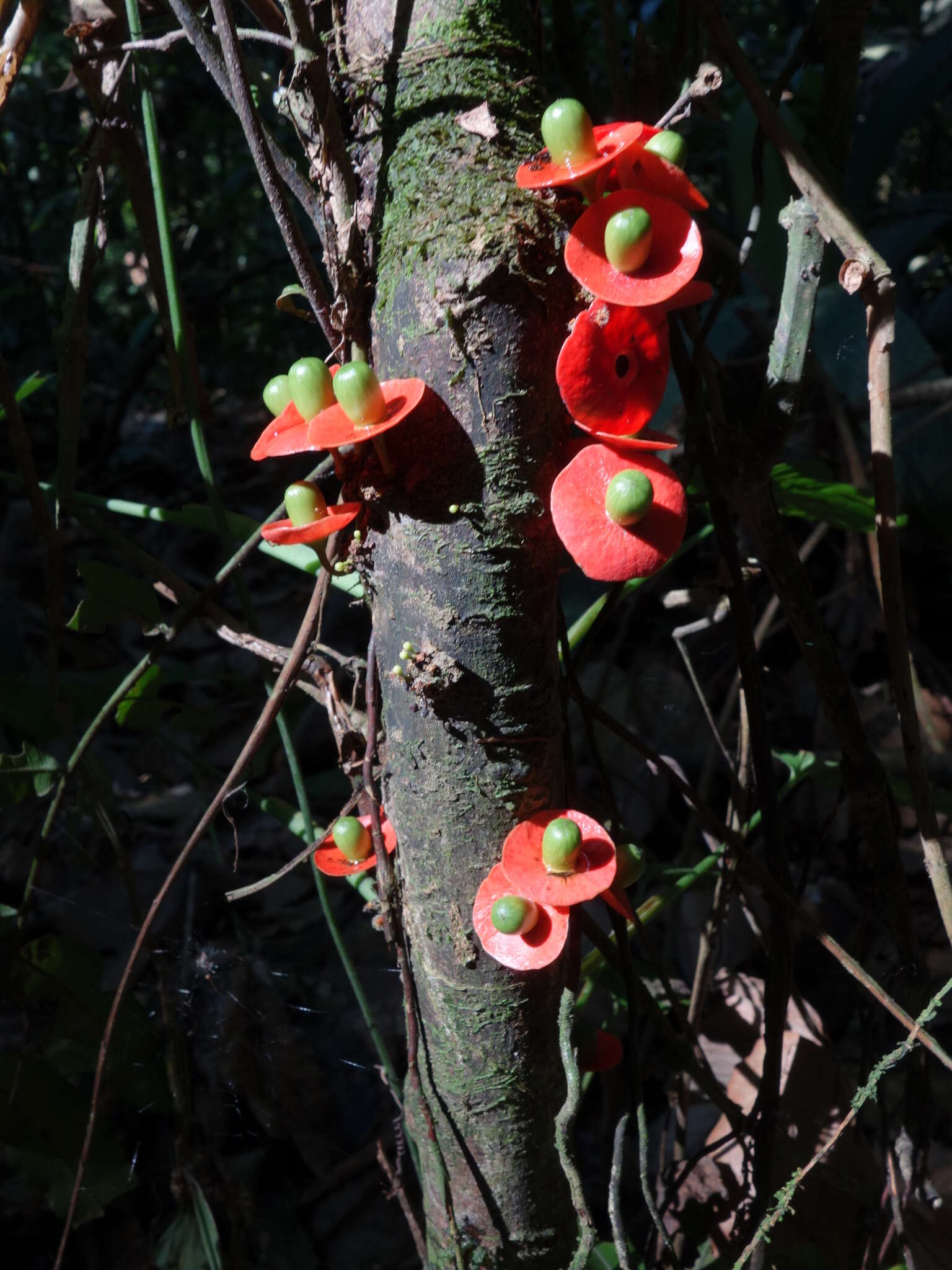 Image of Heisteria latifolia Standl.