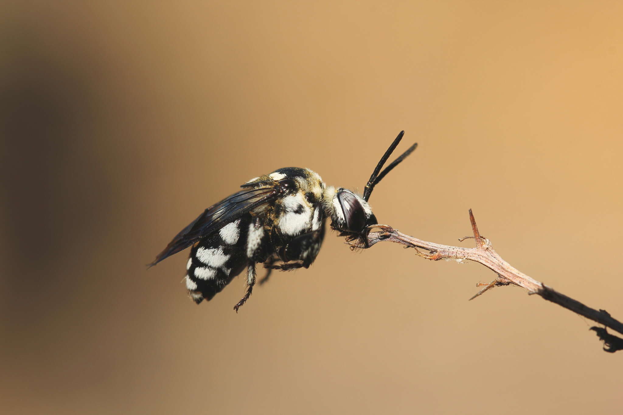 Image of Domino cuckoo bee