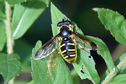 Image of Sericomyia chrysotoxoides Macquart 1842