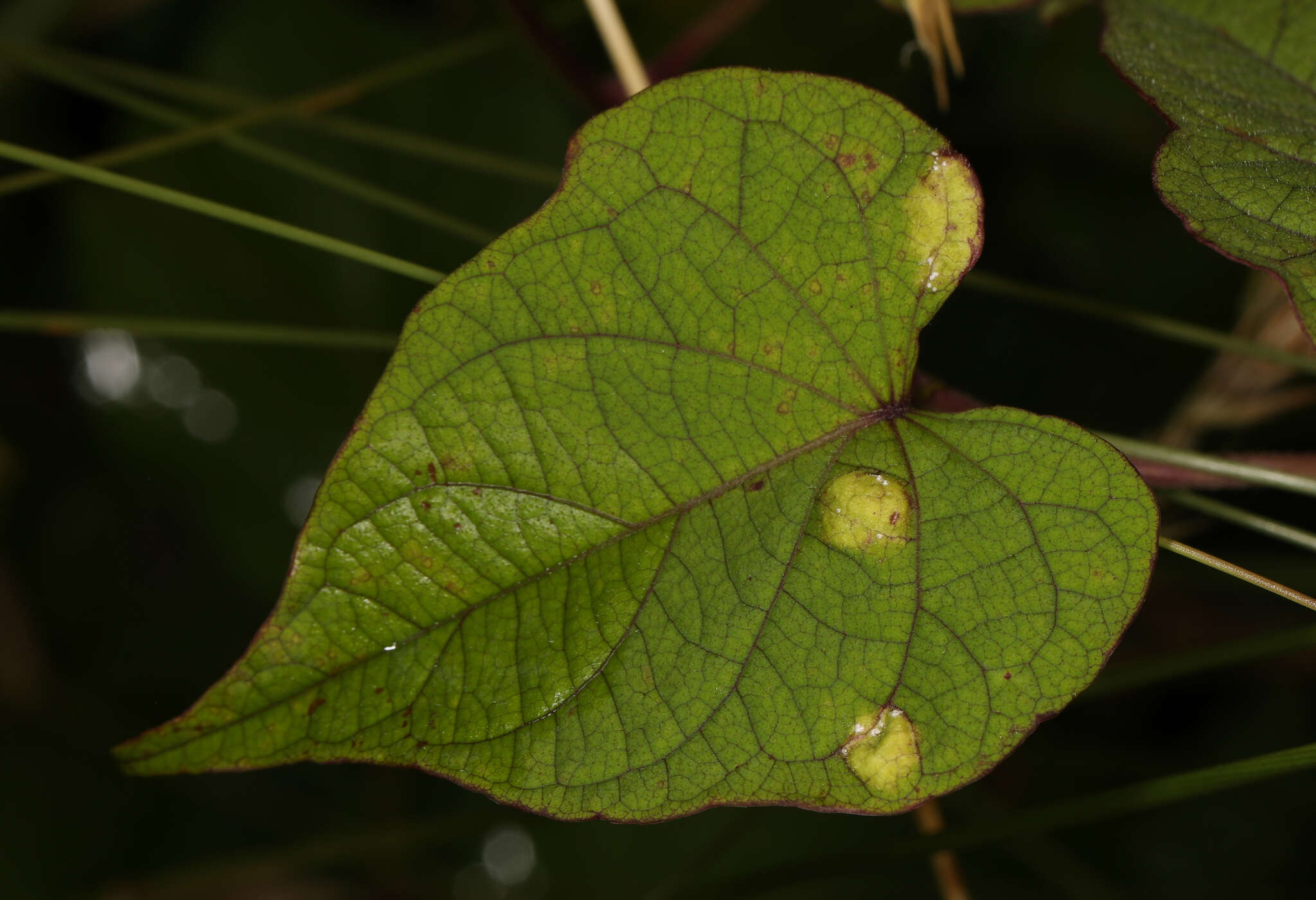 Image of Albugo ipomoeae-panduratae