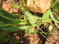 Image of Mock scabious