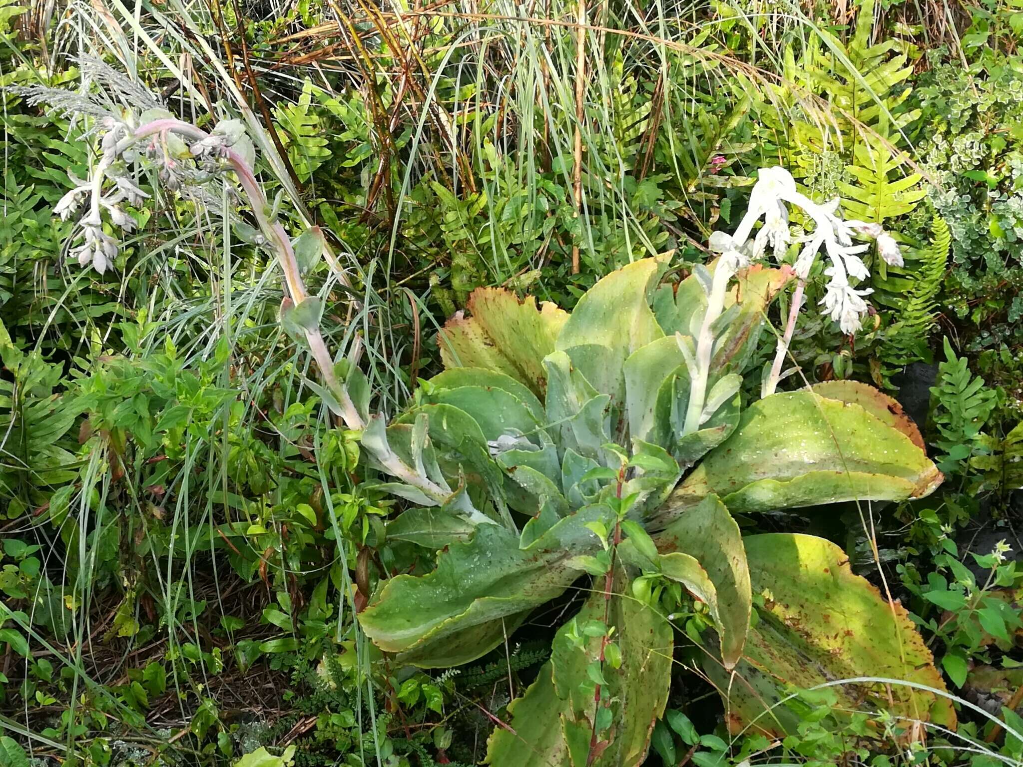 Image of Echeveria gibbiflora DC.