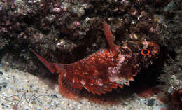 Image of Cheekspot scorpionfish