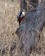 Image of White-winged Woodpecker