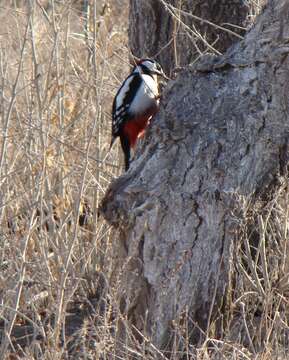 Image of White-winged Woodpecker